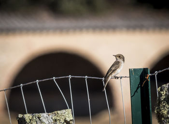 Close-up of bird