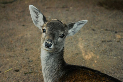 Portrait of deer on field