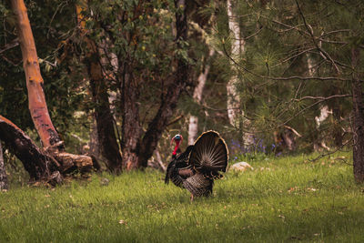 Wild turkey male tom on green grass field in autumn season in forest. 