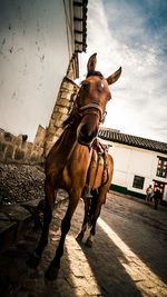 Horse cart against sky