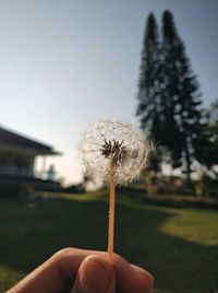 Hand holding dandelion against sky