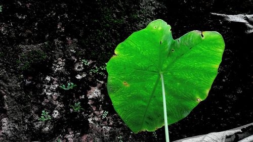 Close-up of leaf on water