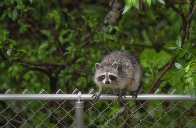 View of an animal against fence