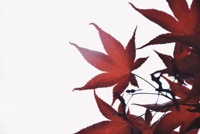 Close-up of red maple leaves against sky