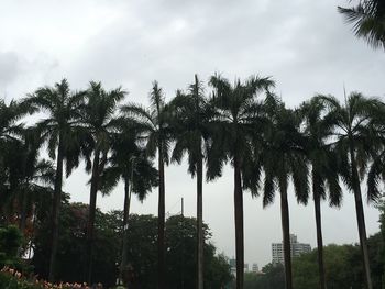 Low angle view of coconut palm trees against sky