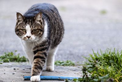 Portrait of cat