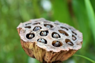 Close-up of ice cream on plant