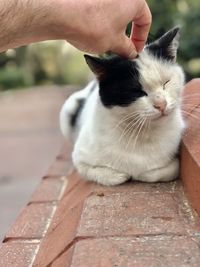 Close-up of hand holding cat