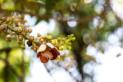 Close-up of red flowering plant