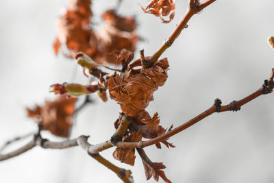 Close-up of wilted plant