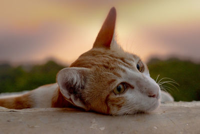 Close-up of a cat resting