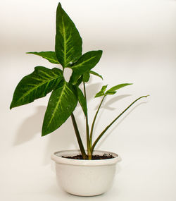 Close-up of potted plant on table against white background