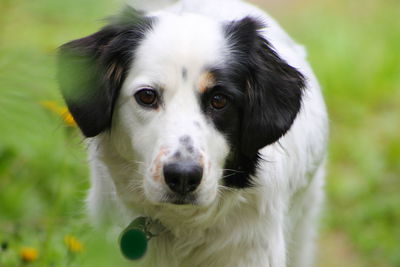 Close-up portrait of dog