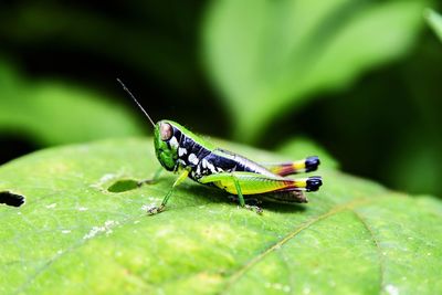 Close-up of insect on leaf