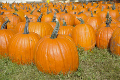 Pumpkins on field during autumn