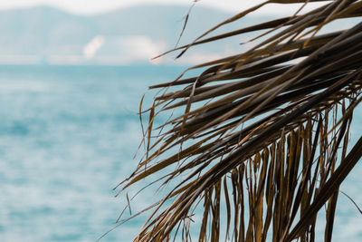 Close-up of dry plant against sea