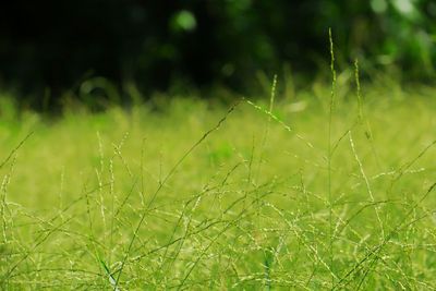 Close-up of grass