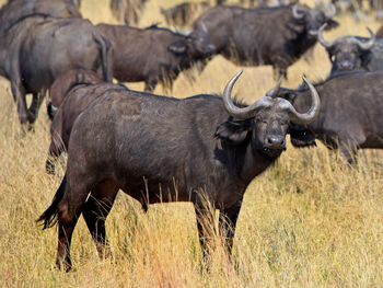 Cape buffalo on the dry yellow african plains. 