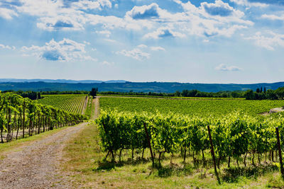 Scenic view of vineyard against sky