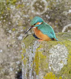 Kingfisher looking down.