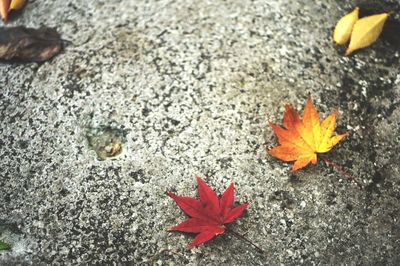 Close-up of maple leaves on ground