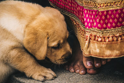 Close-up of puppy sleeping on blanket