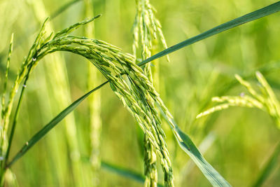 Close-up of wheat growing on field