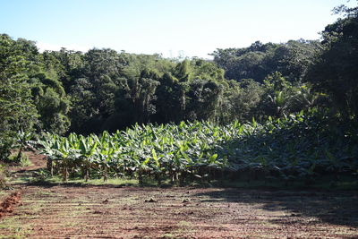 Plants growing on field