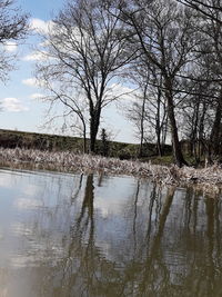 Reflection of bare trees in lake