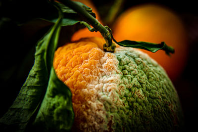 Close-up of fresh vegetables