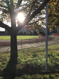 Sunlight streaming through trees on field during sunny day