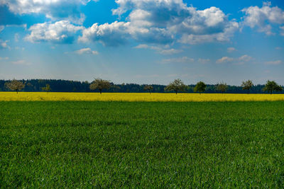 Scenic view of agricultural field against sky