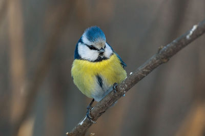 Close-up of bird perching on branch