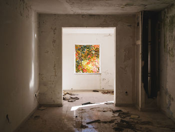 Autumn tree seen through window of abandoned room