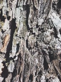 Close-up of tree trunk