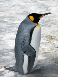 Close-up of penguin at beach