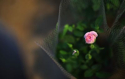 Pink rose wrapped in bouquet