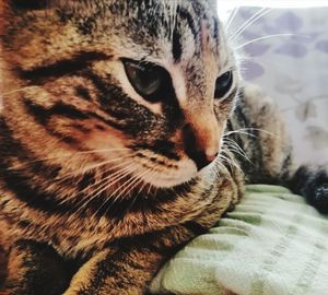 Close-up of a cat lying on bed