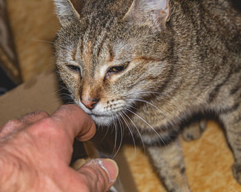 Close-up of a cat