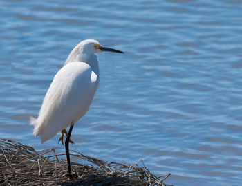 Bird perching on a lake