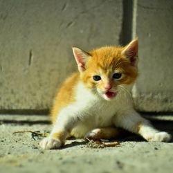 Close-up portrait of kitten sitting outdoors