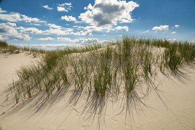 Plants growing on beach against sky