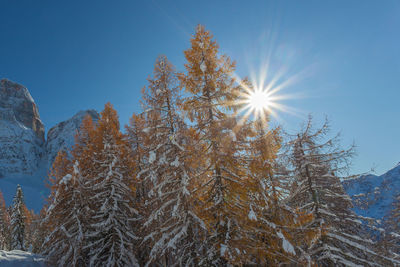 Sun filtering in the middle of orange larches covered in snow, dolomites, italy