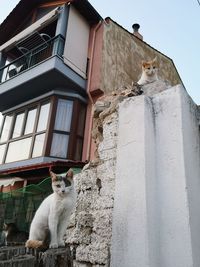 Low angle view of cat on building