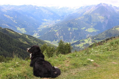 The dog watching the mountain