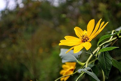 Close-up of yellow flowering plant