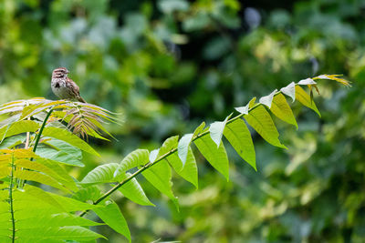 Bird perching on a plant