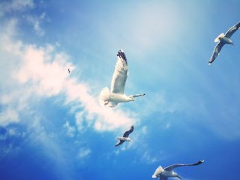 Low angle view of seagulls flying through blue sky