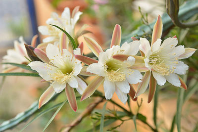 Close-up of white flowering plant