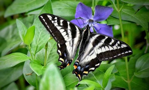 Butterfly pollinating on leaf